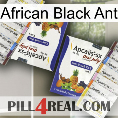 African Black Ant 12